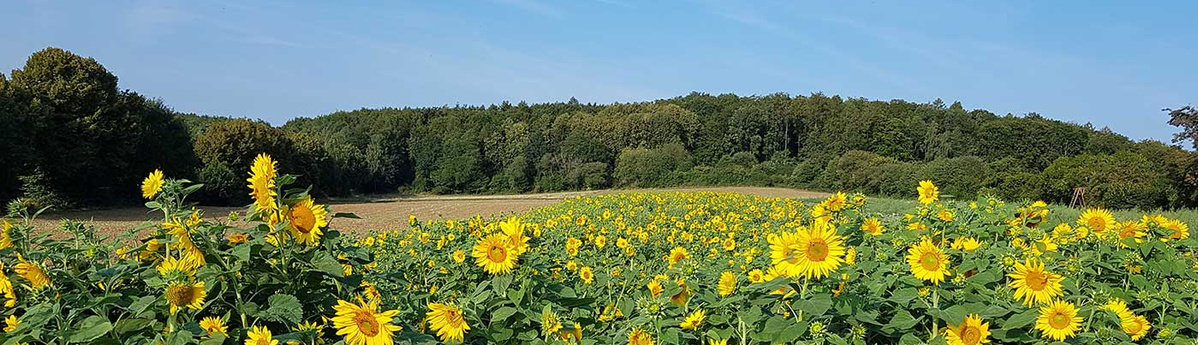 Sonnenblumenfeld