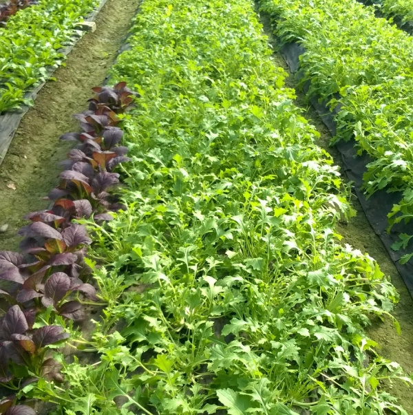 KI generiert: Reihen von grünen und roten Salatpflanzen, die in einem Feld wachsen.
