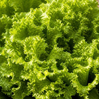 Produktfoto zu Lollo grün