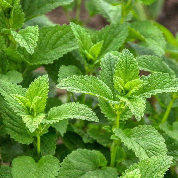 Produktfoto zu Zitronenmelisse, Bund