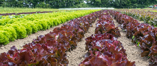 Regional und frisch - AboKiste