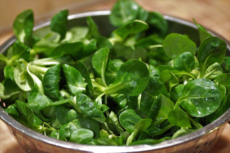 Feldsalat