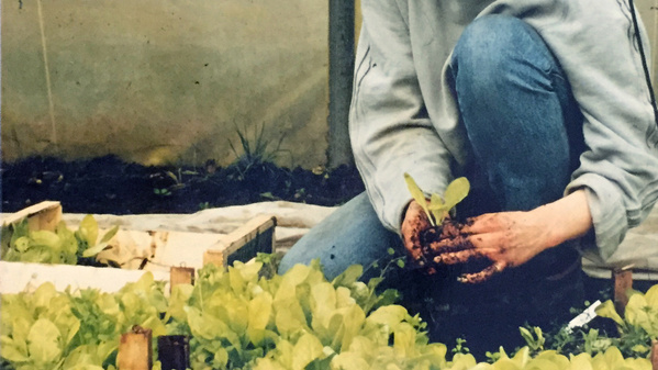 KI generiert: Eine Person pflanzt Setzlinge in einem Garten.