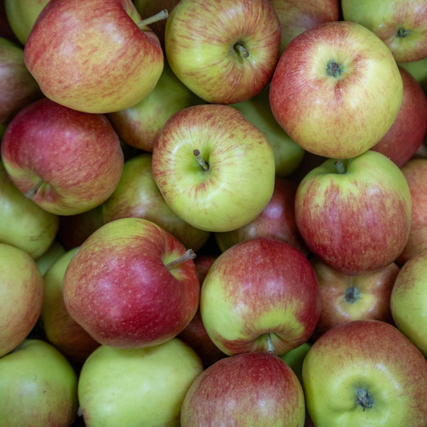 Produktfoto zu Apfel Collina