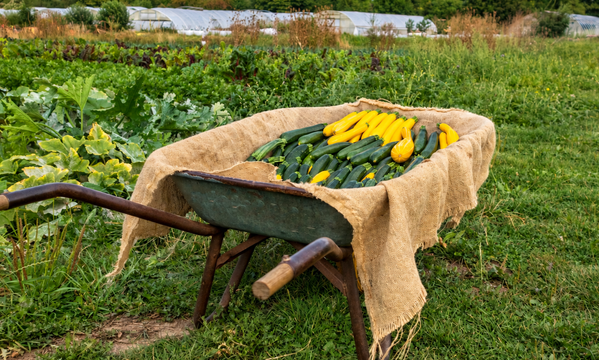 Zucchini