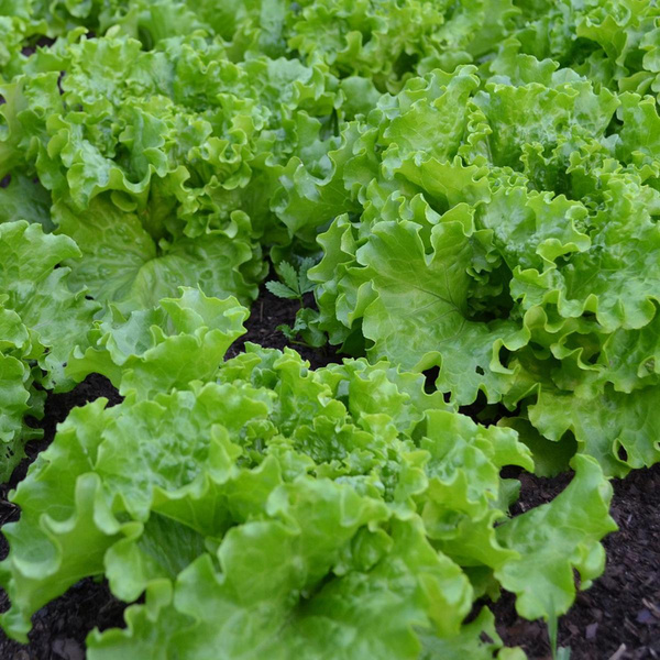 Produktfoto zu Batavia-Salat