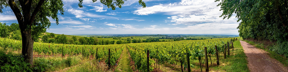 Der VINCE-Weinclub der Abokiste