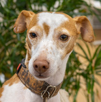 Bürohund Nala