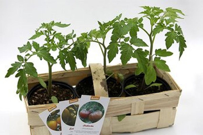 Produktfoto zu Tomaten, 3 Töpfe