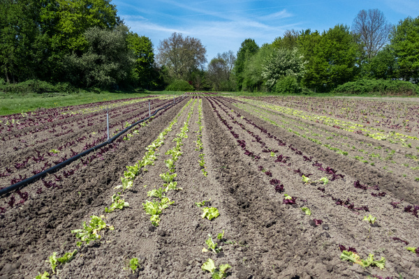 Salat auf dem Acker