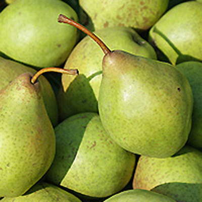 Produktfoto zu Birne der Saison
