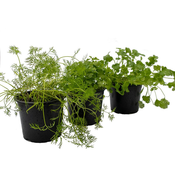 Produktfoto zu Küchenkräuter, 3 Töpfe