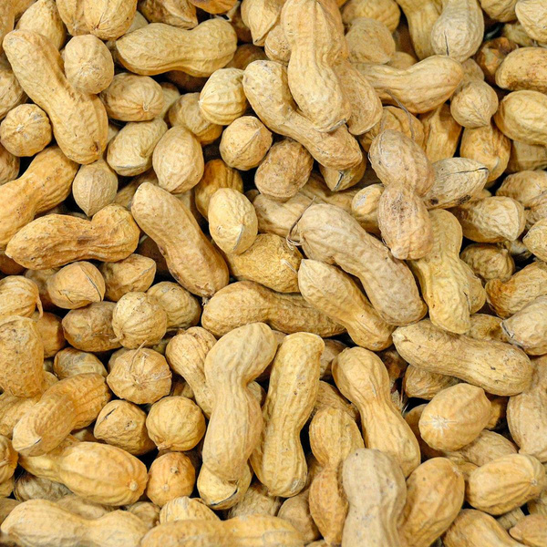 Produktfoto zu Erdnüsse i.d. Schale, lose