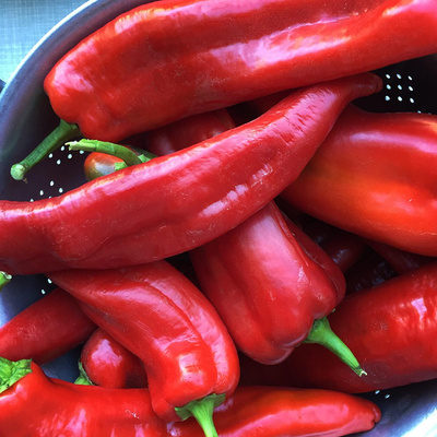 Produktfoto zu Paprika rot, spitz