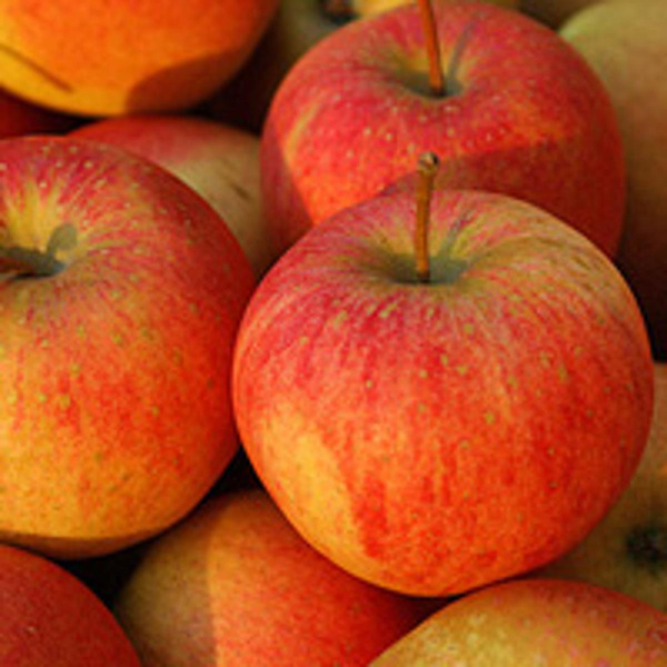 Produktfoto zu Apfel Pinova