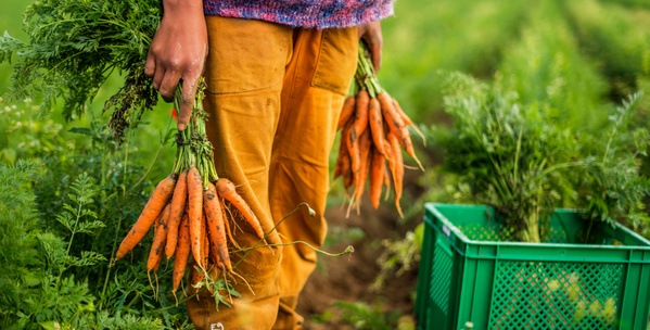 Möhren ernten 