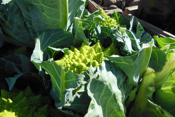Romanesco