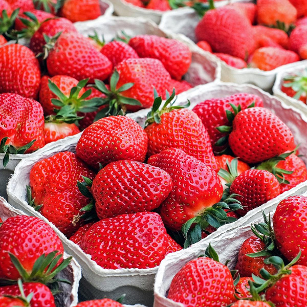 Produktfoto zu Erdbeeren 250g