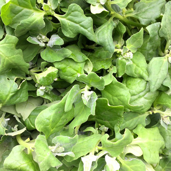 Produktfoto zu Neuseeländer Spinat