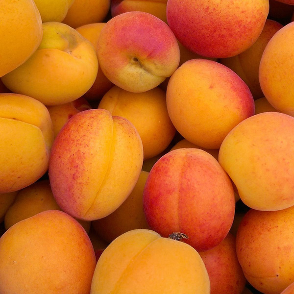 Produktfoto zu Aprikosen