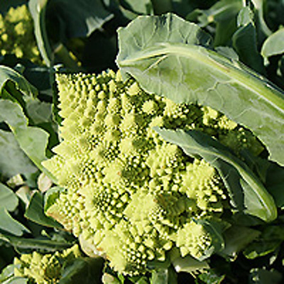 Produktfoto zu Blumenkohl Romanesco, ca. 500g