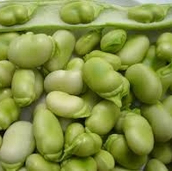 Produktfoto zu Dicke Bohnen