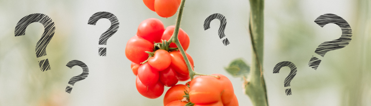 Tomaten mit Fragezeichen