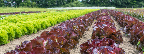 KI generiert: Reihen von buntem Salat wachsen auf einem Feld.