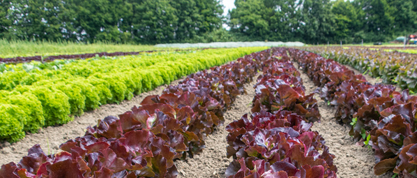 KI generiert: Reihen von verschiedenen Salaten auf einem Feld mit grünen Bäumen im Hintergrund.
