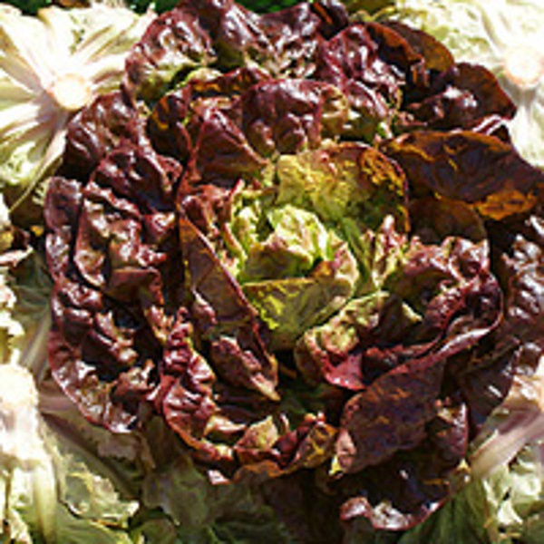Produktfoto zu Kopfsalat rot, klein