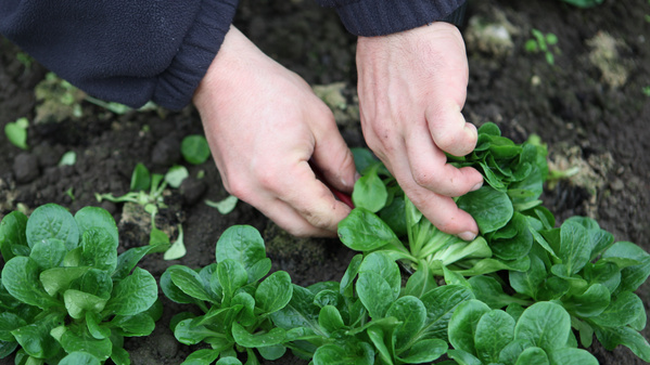 KI generiert: Hände ernten frischen grünen Feldsalat aus der Erde.