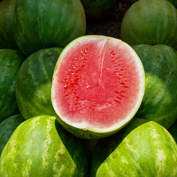 Produktfoto zu Wassermelone Mini