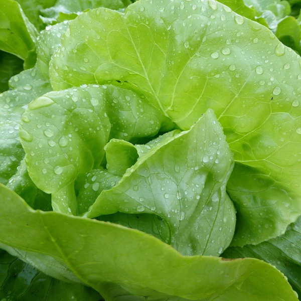 Produktfoto zu Kopfsalat