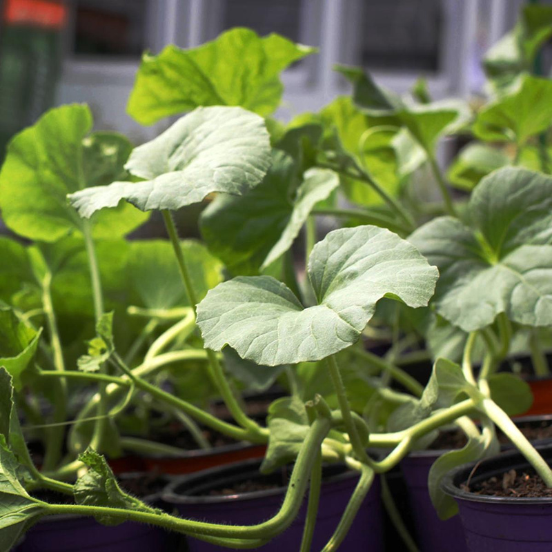 Jungpflanzen aus der Gärtnerei