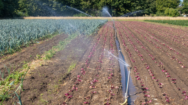Bewässerung in der Gärtnerei