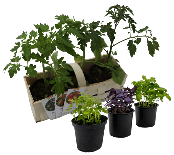 Jungpflanzen