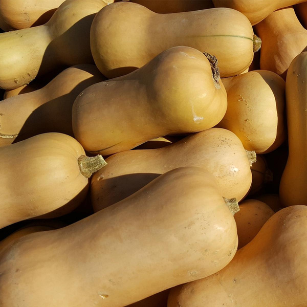 Produktfoto zu Kürbis Butternut, ca. 1 kg