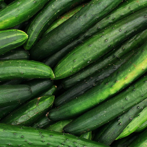 Produktfoto zu Landgurken