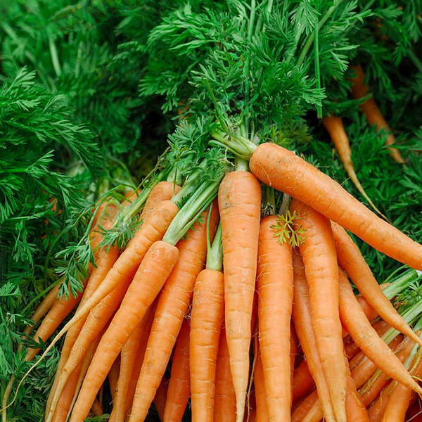 Produktfoto zu Bundmöhren, ca. 400-600g