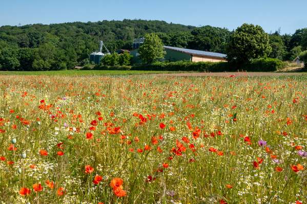 Hannd mit Moorpflanze