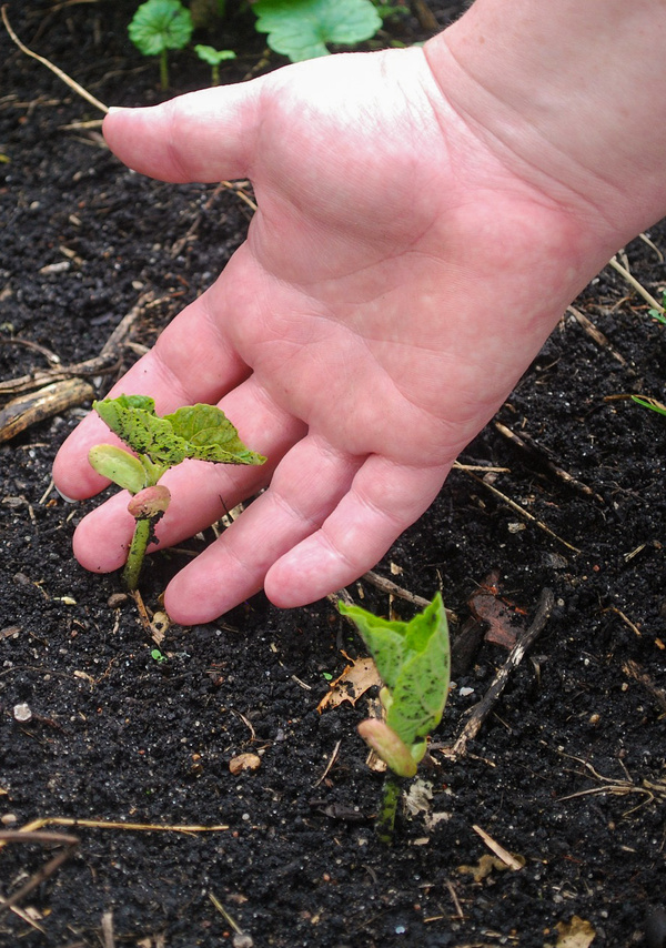 Hand und kleines Pflänzchen