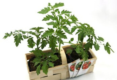 Produktfoto zu Cocktailtomaten Mix, 3 Töpfe