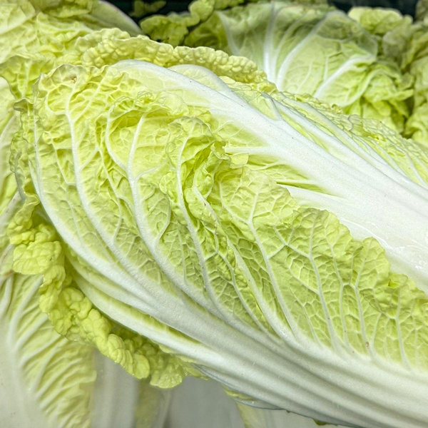 Produktfoto zu Chinakohl Neue Ernte,  ca. 600g+ Stück