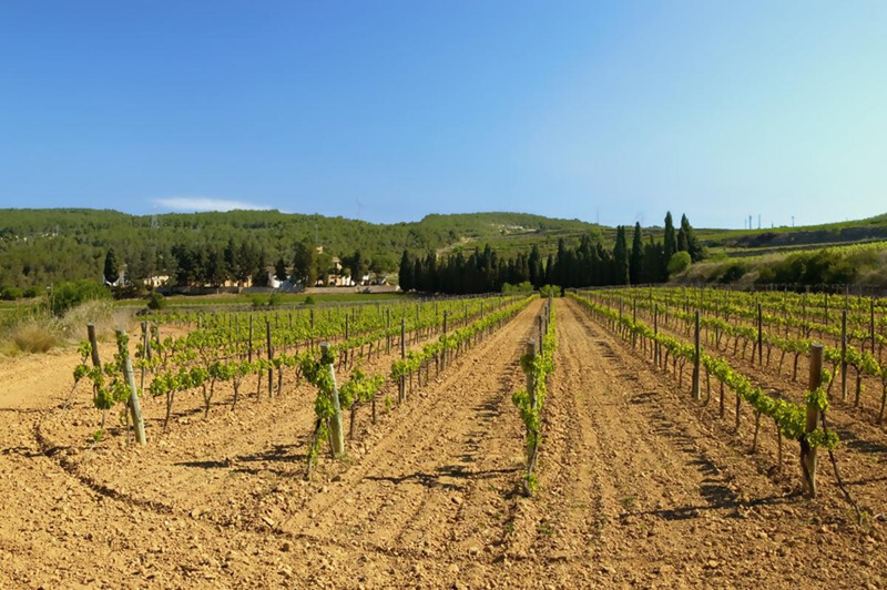 Weine aus Spanien & Portugal