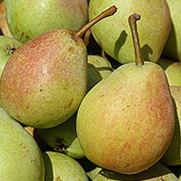 Produktfoto zu Birne Anjou