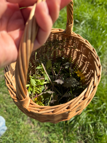Sommer-Wildkräuterwanderung in Dortmund Derne