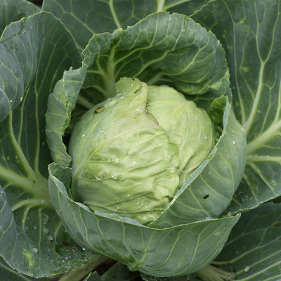 Produktfoto zu Weisskohl STÜCK 900g+