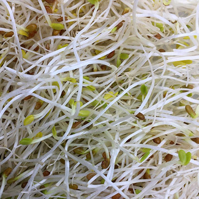 Produktfoto zu Alfalfa Sprossen, 100g