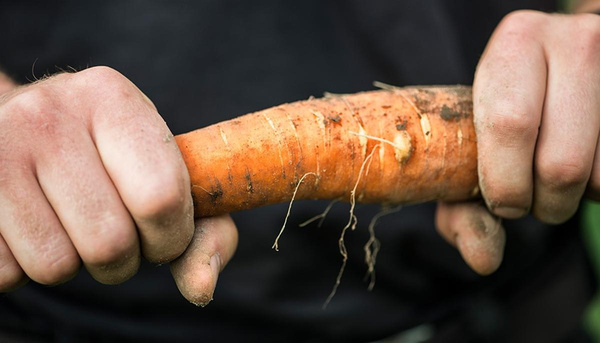 Produktfoto zu Video "Was bedeutet samenfest?" von Voelkel