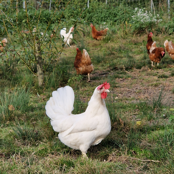 Hühner auf dem Serkshof